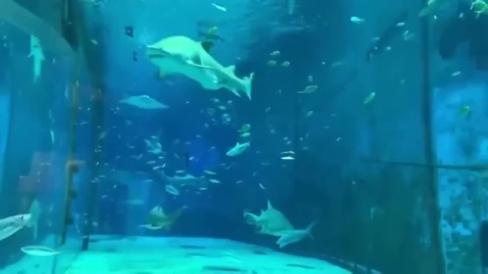 拯救精灵的土地10